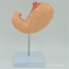 PNT-0459 Modelo anatómico del estómago humano de tamaño natural